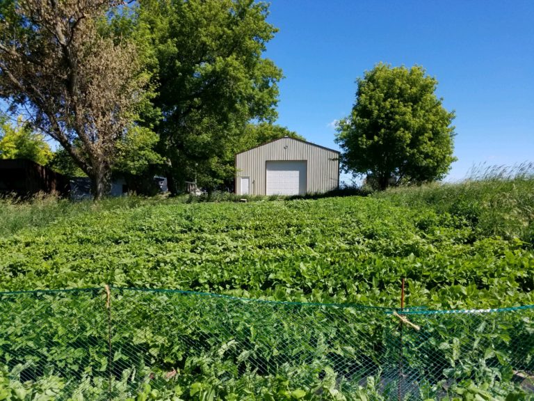 planted field in front of a lean to barn