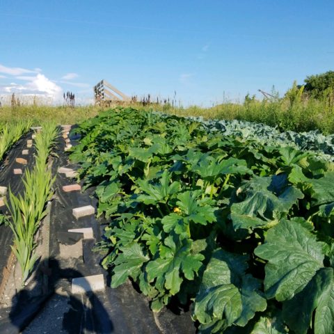 planted field of differing rows