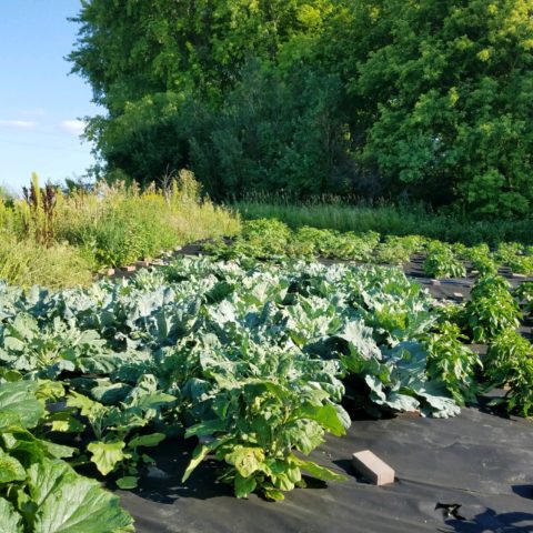 planted crops