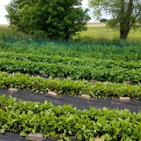 planted row crops