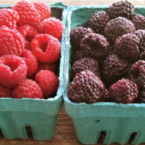 fresh pick raspberries and blackberries in cardboard containers