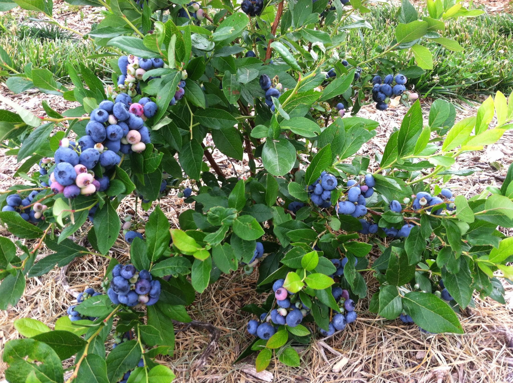 2019 06 07 Submitted Little Hill Berry Farm blueberry bush Minnesota