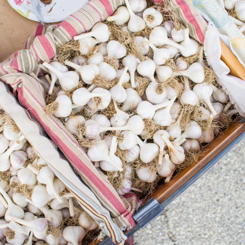 garlic cloves on display