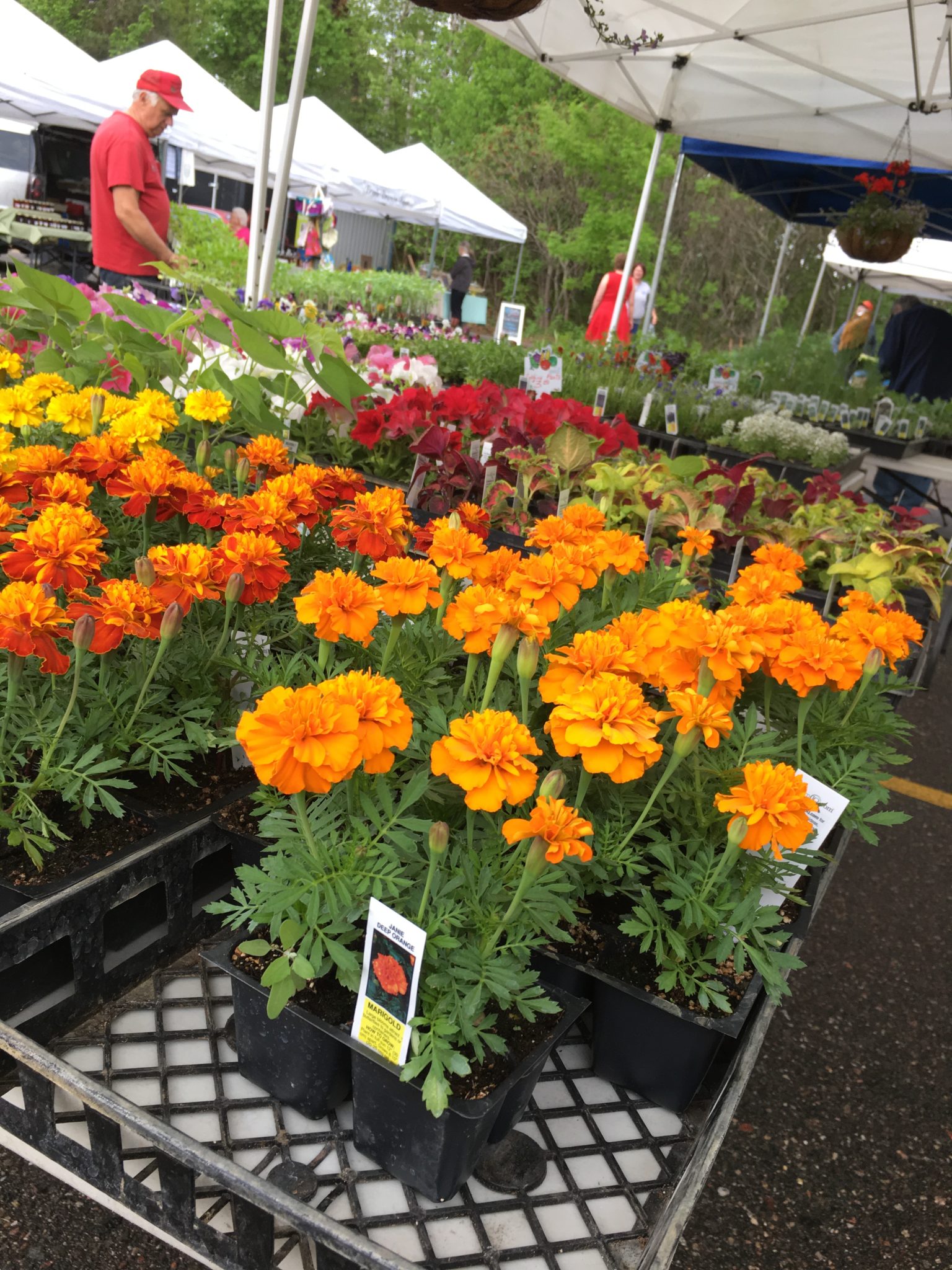 2019.05.24 Nisswa Farmers Market Flowers Minnesota Grown