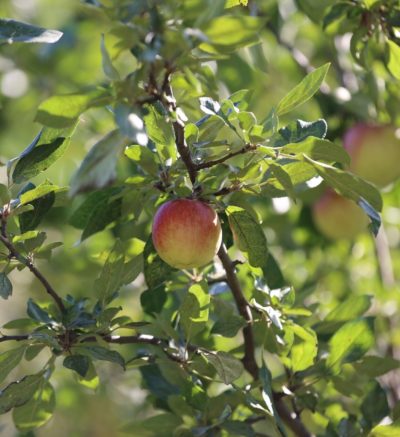 Honey crisp apple on tree