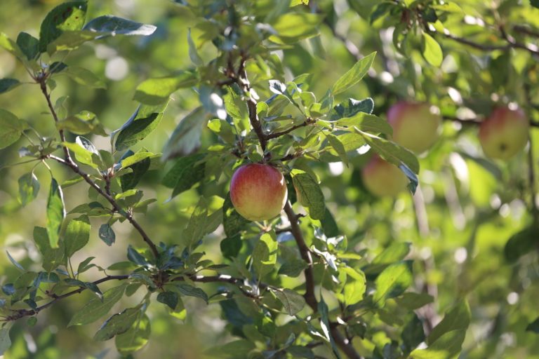 Honey crisp apple on tree