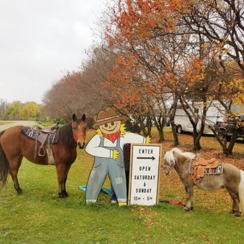 Pony Rides.