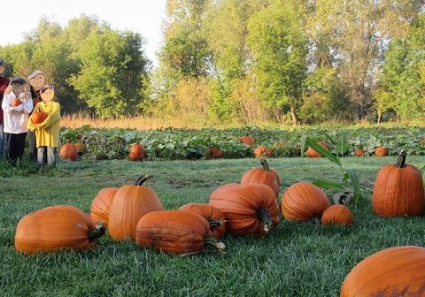 Pumpkin Patch