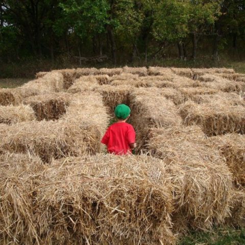 kid in a corn maze