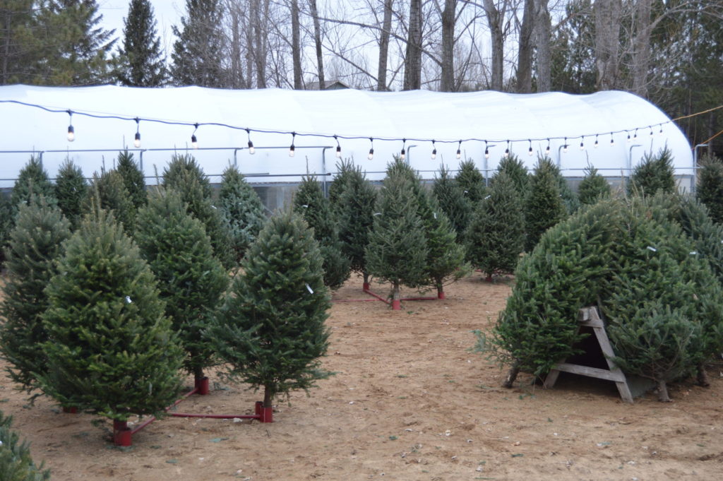 2019.11.8 Submitted Wee Trees small trees for sale Minnesota Grown