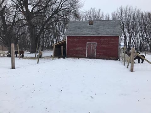 Snowy scene with small red barn and alpacas grazing outside