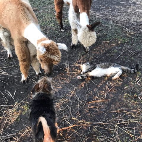 Two alpacas investigate a playful farm dog and cat