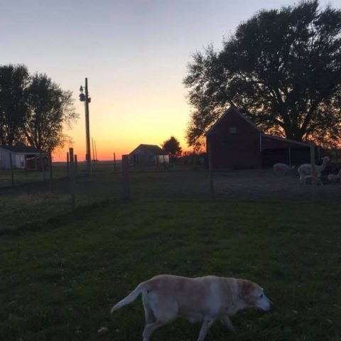 sunset over the farm with Labrador dog trotting by in the foreground and alpacas in background grazing