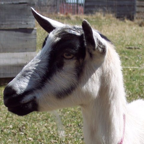 close up of a black and white goat