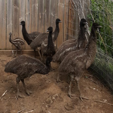 Emu chicks
