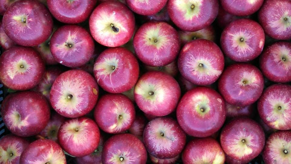 apples  Minnesota Prairie Roots