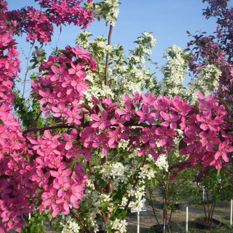 pink flowers on tree