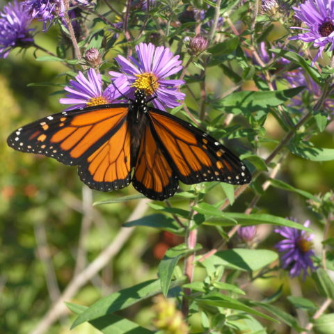 butterfly on flower