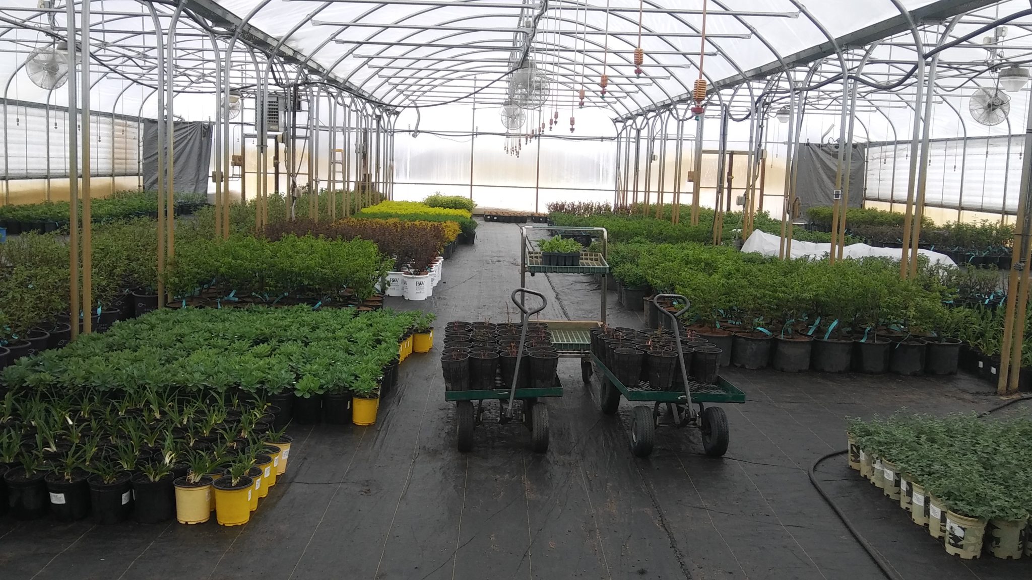 2020.01.31 Submitted Kahnke Farm greenhouse Minnesota Grown