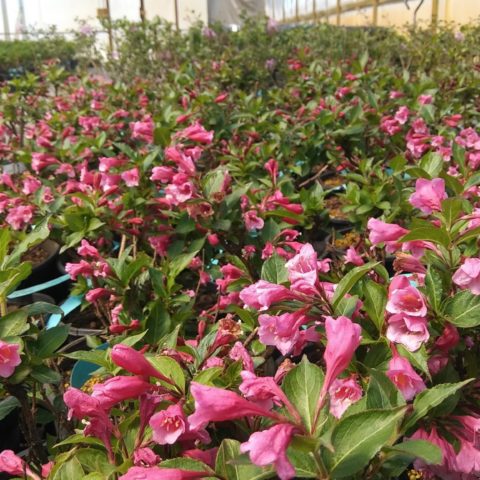 pink flowers in greenhouse