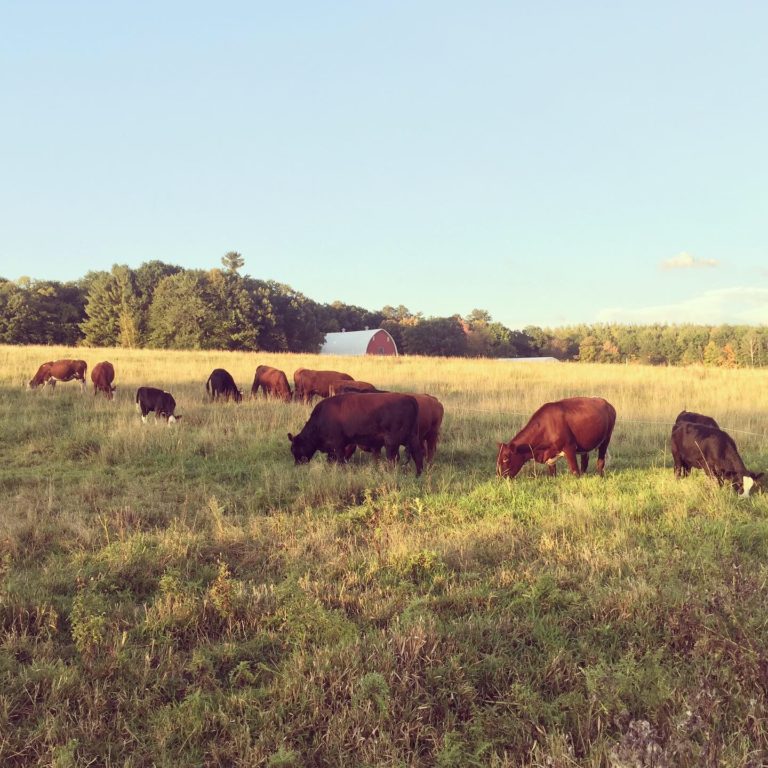 cattle in pasture