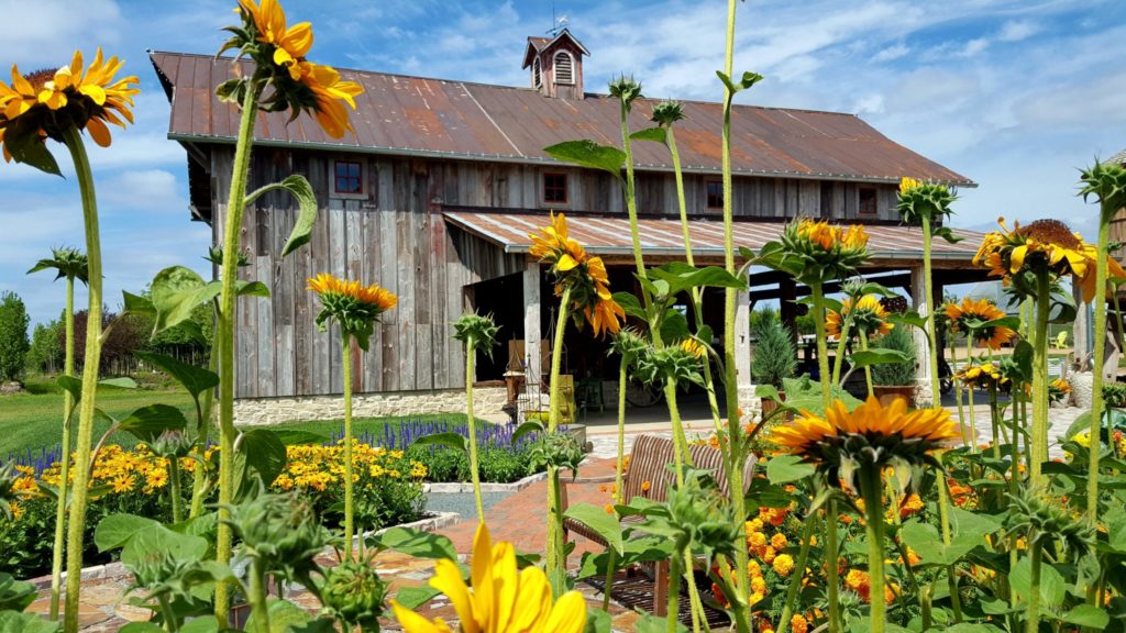 2020.02.12 Submitted Hartman Garden Center Barn with sunflowers