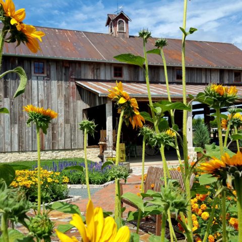 Sunflowers