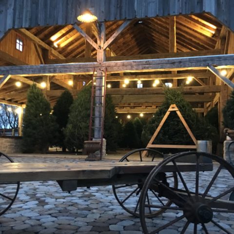 barn and christmas trees