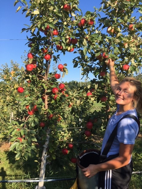 farmer with apples