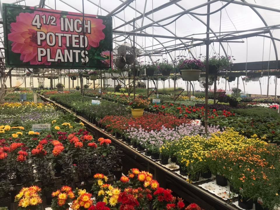 2020.02.13 Submitted Souba Greenhouse flwoers in greenhouse(2