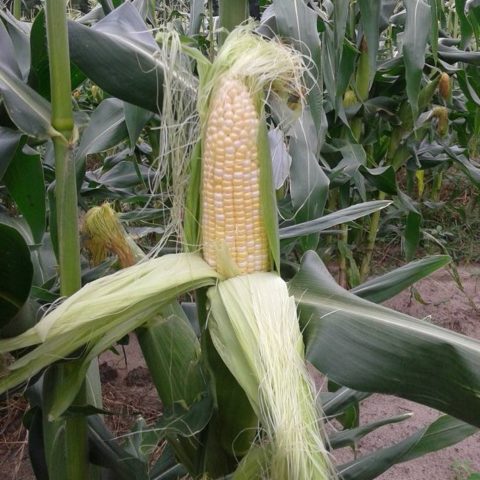 corn