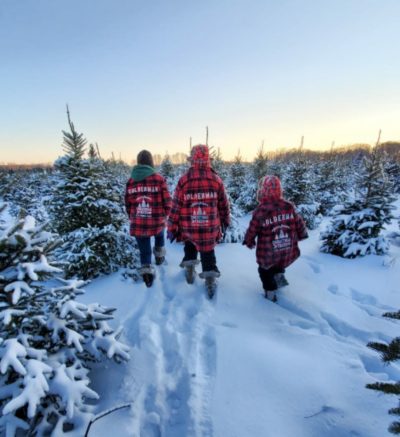 Goldenman Christmas Trees Minnesota Grown