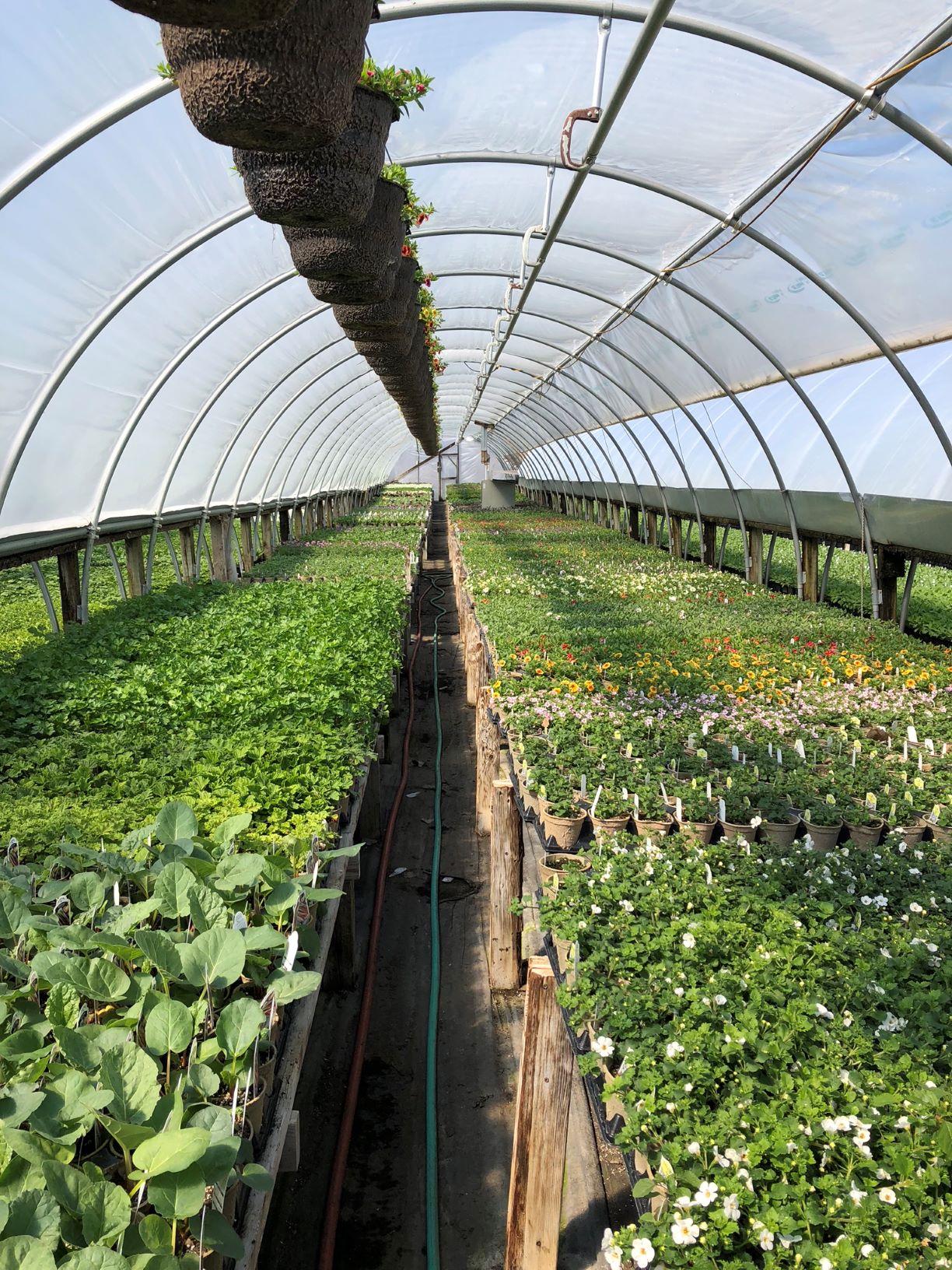 2020.02.19 Submitted Green Earth Growers greenhouse Minnesota Grown