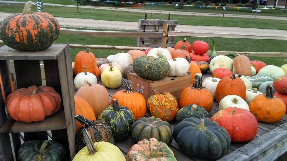 2020.03.03 Submitted Autumn Acres pumpkins Minnesota Grown