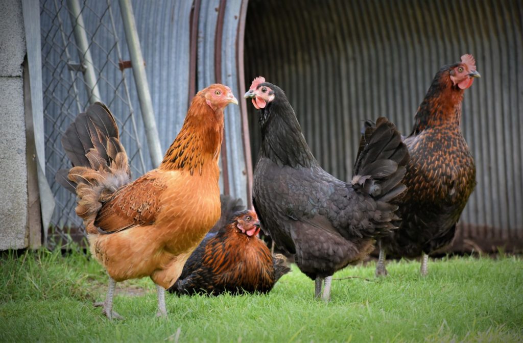 2020.03.03 Submitted Graise Farm chickens(1) Minnesota Grown