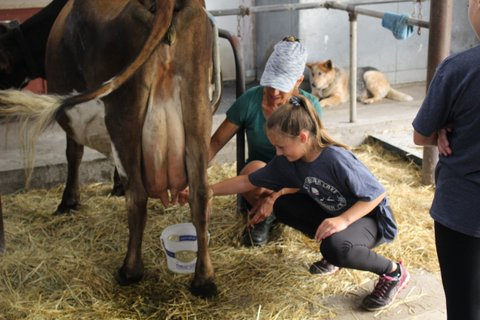 kid milking cow