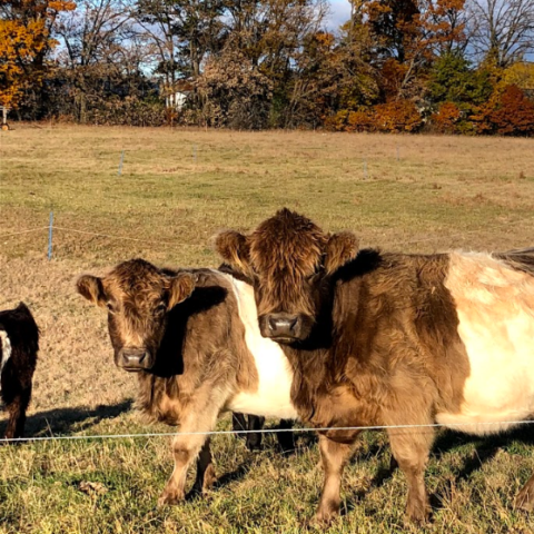 Two cattle on pasture looking at camera