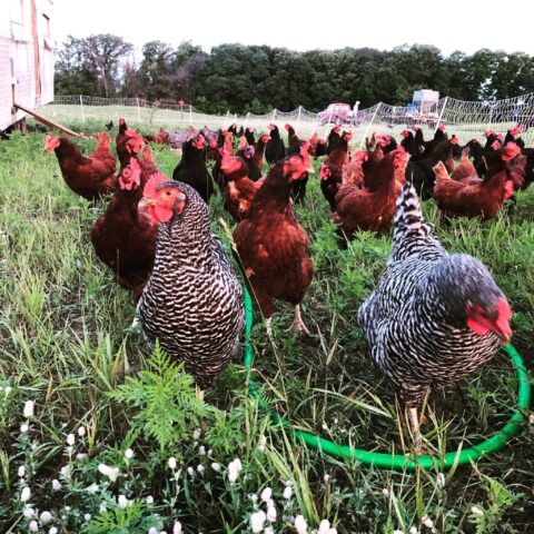 chickens running in a field