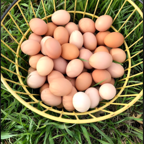 Yellow basket filled with eggs