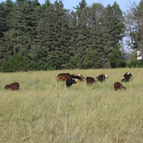 Cattle on pasture