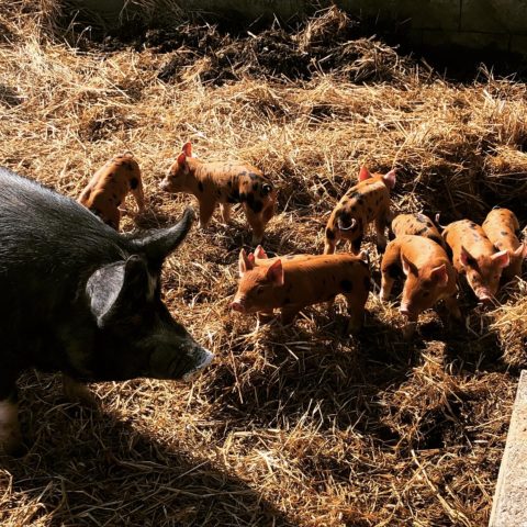 Hog with piglets