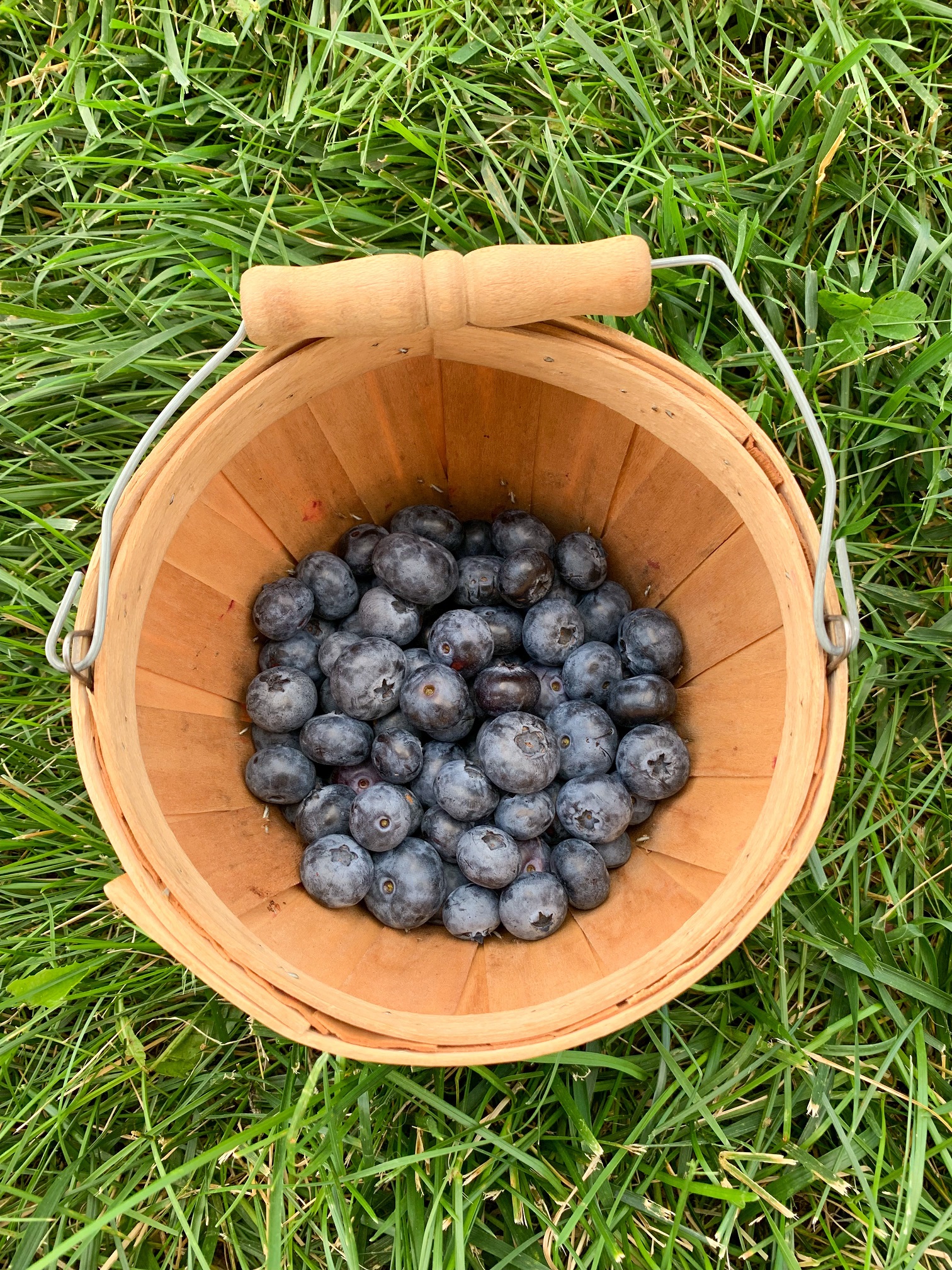 2020.08.24 Little Hill Berry Farm Submitted blueberries in bucket