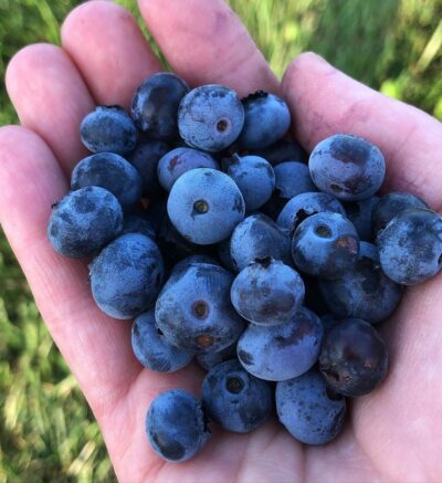 Blueberries in hands