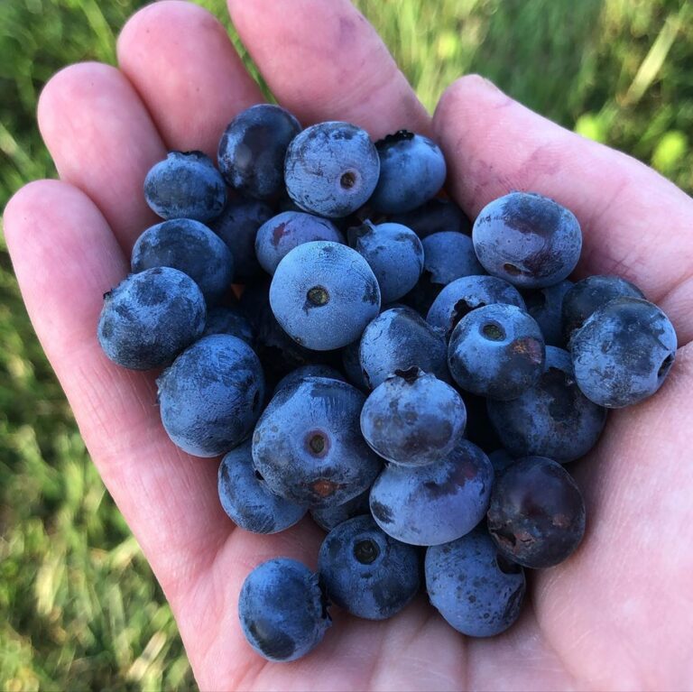 Blueberries in hands
