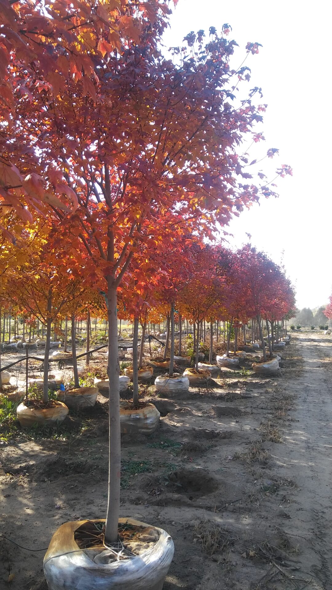 Kahnke Brothers Tree Farm Minnesota Grown