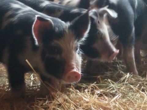 Closeup of black and pink spotted piglets standing in fresh hay