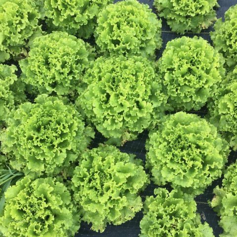 Overhead view of Green lettuce heads