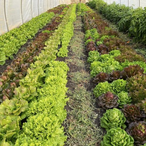 Green and red lettuce heads growing in rows in the ground inside a high tunnel