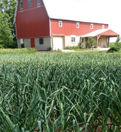 Red barn with field of garlic in foreground