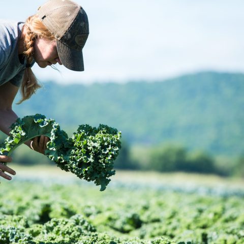 Featherstone Farm - Minnesota Grown